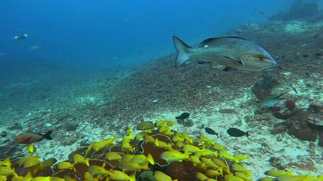 School of striped snapper yellow fish swimming  in world of colorful beautiful seascape.