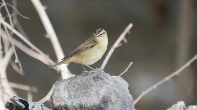 Close up video of Sedge warbler bird perches calmly on weathered stone and looking around. Dull browns and soft yellows blend with dry branches. Background softly blurred to highlight bird's delicate 