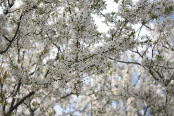 Obraz premium A blooming cherry tree fills the sky with delicate white flowers and fresh green leaves.