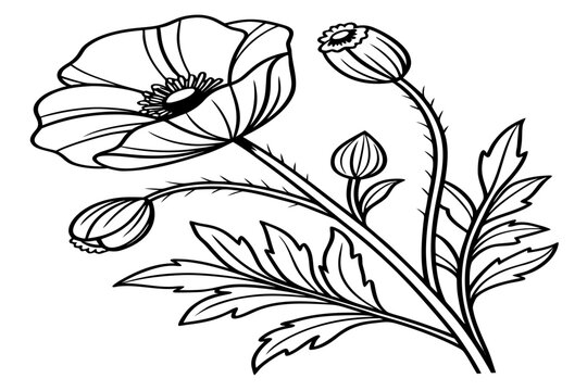 coloring page line art the bitterroot flower black vector