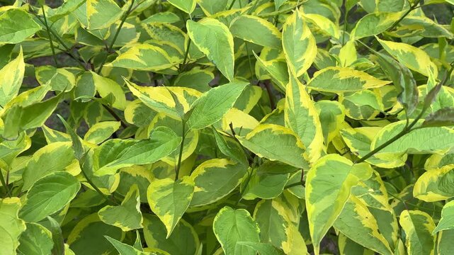 Variegated dogwood or Cornus alba leaves close-up