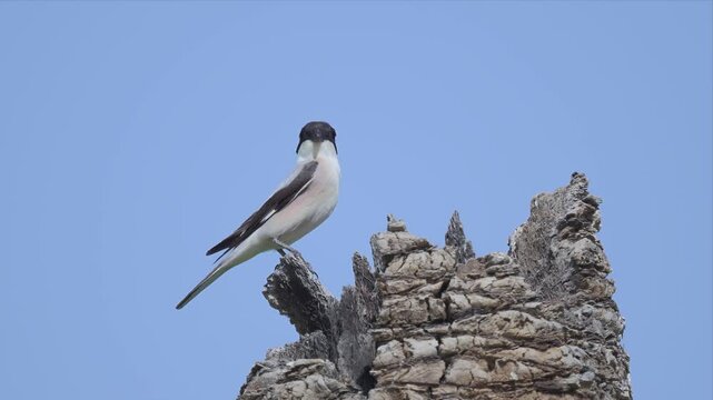 video of Lesser grey shrike bird perches atop weathered tree stump and watching. Clear sky forms serene background. Sharp contrast highlights bird's sleek, bold markings. Ideal for nature, wildlife