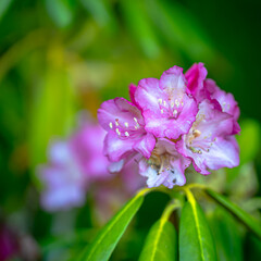 Obraz premium Diese Rhododendron-Blüten wirken wie kleine, ineinander verschlungene Kronen, die sich stolz in die Sonne strecken. Ihre zarten, rosafarbenen Blütenblätter leuchten vor dem tiefen Grün des Laubs, als 