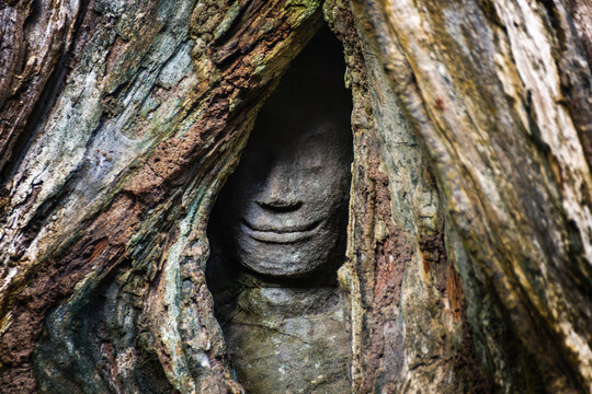 Hidden stone face carving peeking out from inside massive tree roots at Ta Prohm Cambodia