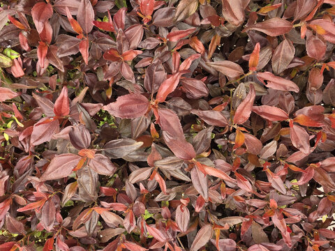 Full frame background of dense reddish-brown and burgundy foliage creating a natural botanical texture.