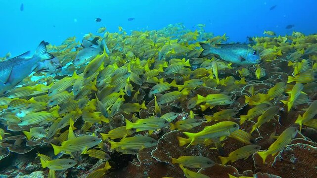 School of striped snapper yellow fish swimming  in world of colorful beautiful seascape.
