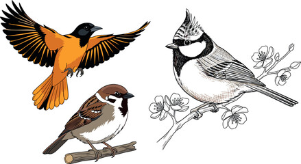 Hand Drawn Bird Vector Element Set Featuring Flying Baltimore Oriole Perching Sparrow and Crested Tit on Flowering Branch for Nature Graphic DesignsHand Drawn Bird Vector Element Set Featuring Flying  © BijoyChandra