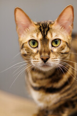 Fototapeta premium Bengal Cat Close-Up Portrait with Striking Green Eyes and Wild Spotted Coat Pattern Indoors