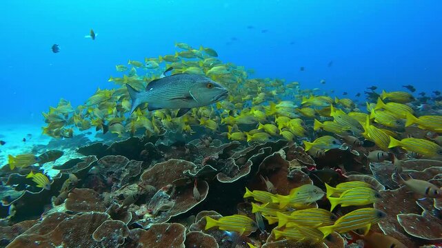 School of striped snapper yellow fish swimming  in world of colorful beautiful seascape.