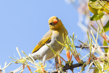 Non-breeding adult Red-headed Weaver (Anaplectes rubriceps) foraging for nectar perched looking at camera Limpopo, South Africa © gozzoli