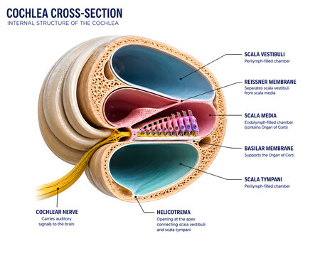 3D cochlea anatomy illustration isolated on white background with labeled auditory structures for medical education, hearing science, and clinical reference.

