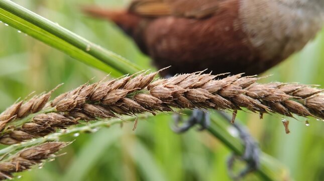 Small brown bird perched on a ripe rice stalk