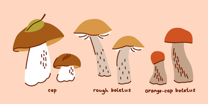 Mushroom Varieties Illustration Set, foraging in the forest, porcini mushroom, aspen mushroom, birch boletus