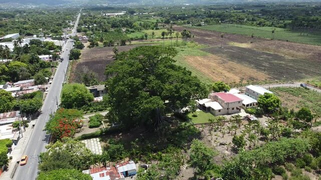La ceiba de Santiago