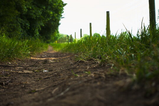 Water Newton, Cambridgeshire, England, UK - June 05 2026: Low to the ground shot of a rural foot path by the side of a sheep field