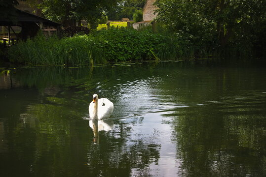 Water Newton, Cambridgeshire, England, UK - June 05 2026: Swan on the River Nene swimming toward the camera