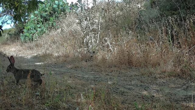 Lapin de Garenne dans la campagne M&eacute;diterran&eacute;enne