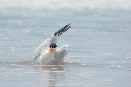 A Forster&rsquo;s Tern executes a rapid wing‑flutter bath, shaking loose excess salt while maintaining buoyancy in shallow surf at St. Augustine, Florida
