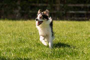 Obraz premium Dog agility