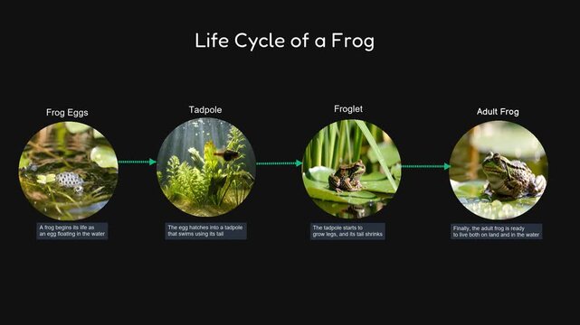 Life Cycle of a Frog Educational Infographic | Frog Metamorphosis Stages for Kids
