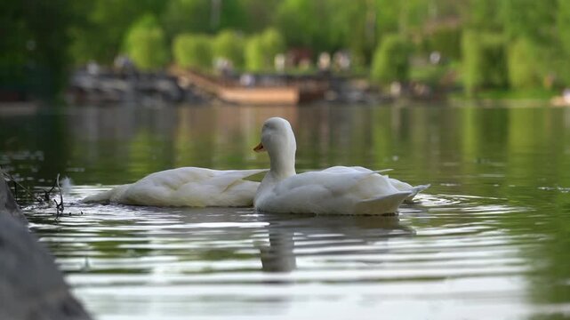 Сlose-up video of three white goslings swimming together on calm pond water. Adorable wildlife nature scene with soft reflections, gentle movement and peaceful outdoor atmosphere