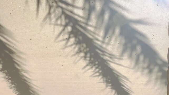 T&uuml;rkiye, Antalya, May 28, 2026 
Soft Botanical Shadows on Neutral Fabric Background with Natural Sunlight.
Author: Djundiet A.