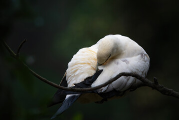 Obraz premium a pied imperial pigeon was sleeping on a branch