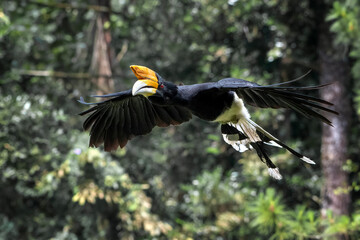 Hornbill flying in the forest © DS light photography