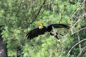 Hornbill flying in the forest © DS light photography
