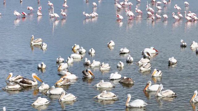 Flamingos Reflections Drone Video, Afyonkarahisar Turkiye (Turkey)