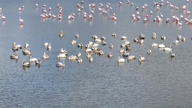 Flamingos Reflections Drone Video, Afyonkarahisar Turkiye (Turkey)