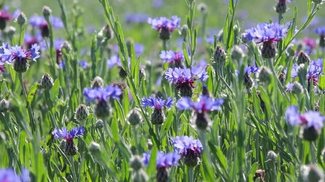 Field of blue cornflowers moving in the wind. Commercial footage or background for nature, lifestyle, sustainability and wellness concepts with natural copy space.
