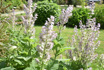 Salvia sclarea au printemps © JFBRUNEAU
