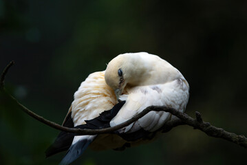 Obraz premium a pied imperial pigeon was sleeping on a branch