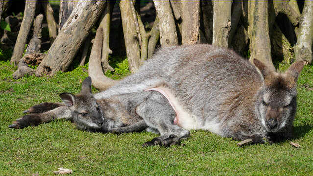 A parma wallaby adult and young rest together on sunlit grass at Manor Wildlife Park, creating a gentle image of animal care, closeness and calm behaviour beside weathered tree trunks.