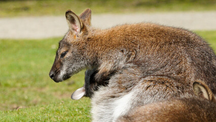 A parma wallaby rests on grass at Manor Wildlife Park in a close side view, its soft brown and grey fur and tucked forelimb creating a quiet moment of calm animal behaviour. © 3 Eyed Raven