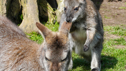 Parma wallabies at Manor Wildlife Park, with one gently nuzzling a resting companion on grass beside tree trunks, suggesting animal bonding, care and calm behaviour. © 3 Eyed Raven
