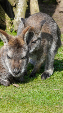 At Manor Wildlife Park, a Parma wallaby rests on the grass as another nuzzles close, creating a gentle moment of animal companionship among green lawn and tree trunks.