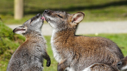 Two Parma wallabies at Manor Wildlife Park share a tender grooming moment as one licks the other's face, creating a warm image of affection, bonding and gentle wildlife behaviour. © 3 Eyed Raven