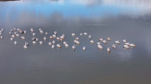 Flamingos Reflections Drone Video, Afyonkarahisar Turkiye (Turkey)