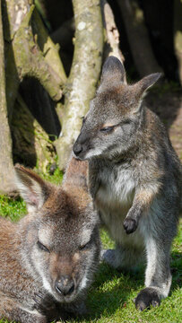 At Manor Wildlife Park, two parma wallabies share a quiet moment on grass, with one resting while the other stands close, creating a gentle image of animal bonding and care.