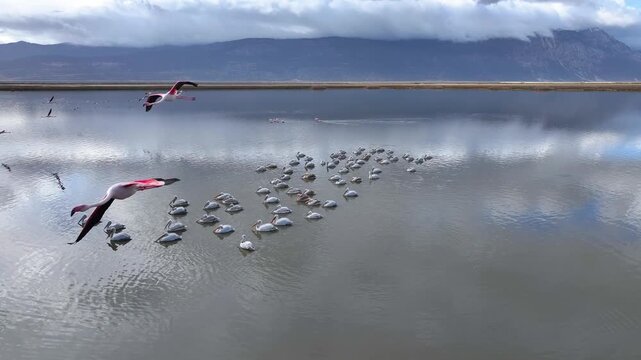 Flamingos Reflections Drone Video, Afyonkarahisar Turkiye (Turkey)
