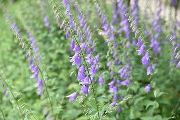 Obraz premium Campanula grosseki au printemps