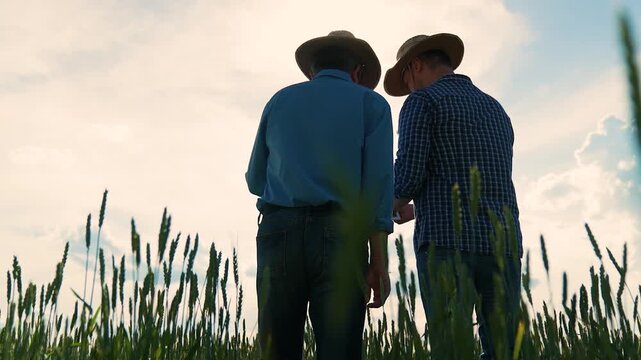 men working digital tablet, agriculture, two farmers working wheat field sunset, agriculture concept, green wheat field, modern farmers agronomists working field digital tablets, analysis grown crop