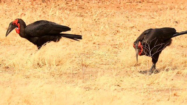 2 ground hornbills, Bucorvus leadbeateri, walking through savannah and finding food 077
