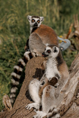 Naklejka premium Two brown and gray lemurs sit on a tree branch in a natural setting. They exhibit playful behavior and are surrounded by green grass and foliage