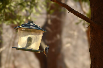 blue tit on feeder © Gunta
