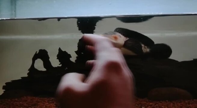 Channa marulioides snakehead fish swimming inside a fresh water aquarium