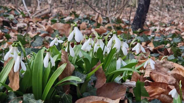 Delicate white snowdrops bloom in the spring forest among dry leaves. The first spring flowers breaking through last year's leaves in the forest. Spring landscape with the first snowdrops