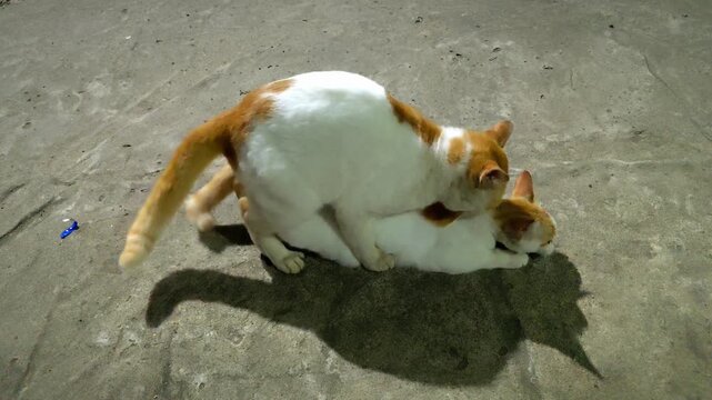 Feral orange and white cats copulating on outdoor ground in the dark, natural animal breeding and mating instinct concept